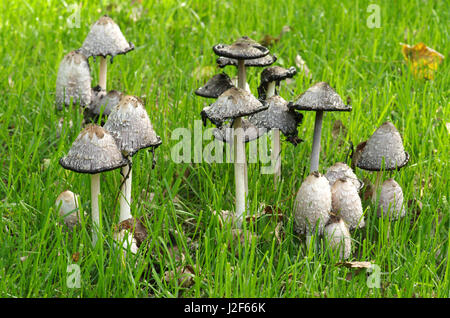 Groupe de Coprinus comatus (crinière hirsute) dans un champ Banque D'Images