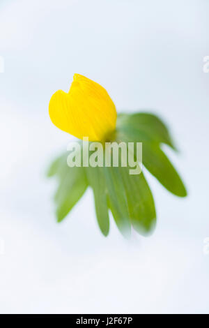 Aconit d'hiver dans la neige en fleurs Banque D'Images