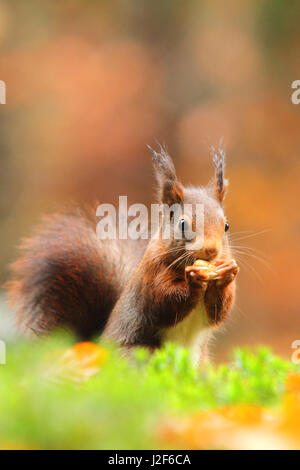 L'Écureuil roux (Sciurus vulgaris) manger une cacahuète Banque D'Images