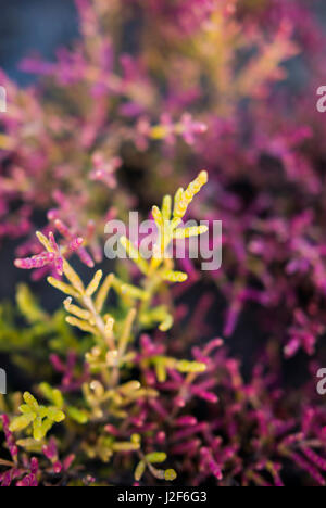 Plantes salicornes tournant jaune et rouge à l'automne dans un marais salant aux Pays-Bas Banque D'Images