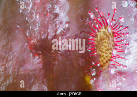 Oblong-leaved Sundew Banque D'Images