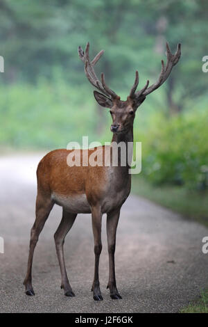 Les jeunes Red Deer (Cervus elaphus) stag debout au milieu de la route Banque D'Images