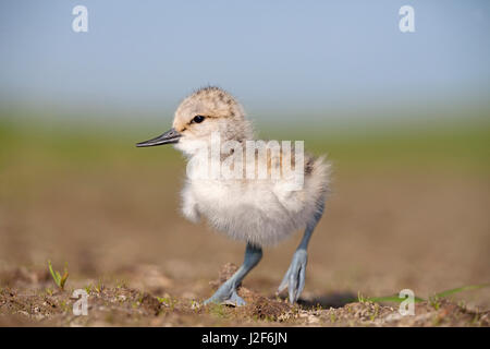 Photo d'un jeune poussin avocet sur une rive à sec Banque D'Images