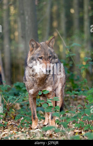 Photo frontale d'un loup européen Banque D'Images