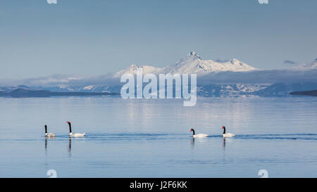 Deux couples de cygnes à col noir nager dans le fjord de Patagonie Banque D'Images