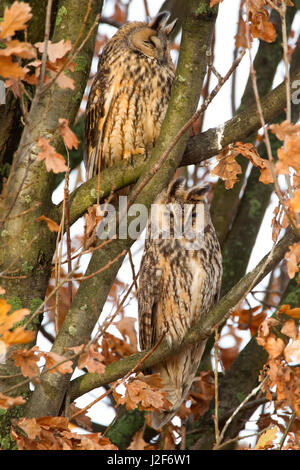 image portrait de deux hiboux à longues oreilles presque discrètes dans un arbre « rouillé » qui profite du soleil de la fin de l'automne Banque D'Images