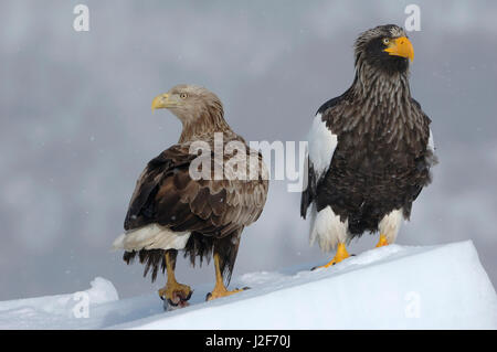 L'aigle de mer de Steller et l'aigle à queue blanche ensemble sur le débit de glace Banque D'Images