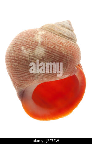 Bigorneau rugueux isolé sur fond blanc Banque D'Images