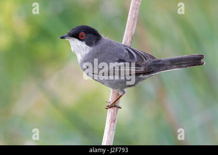 Fauvette sarde (Sylvia melanocephala) Banque D'Images