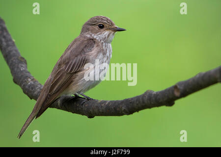 Spotted Flycatcher (Muscicapa striata) sur une branche Banque D'Images