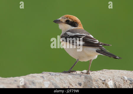 Woodchat Shrike (Lanius senator) Banque D'Images