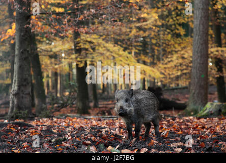 Le Sanglier dans une beechforest à l'automne. Banque D'Images