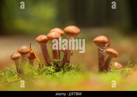 L'armillaire solidipes à une tige d'un sapin de Douglas. Banque D'Images