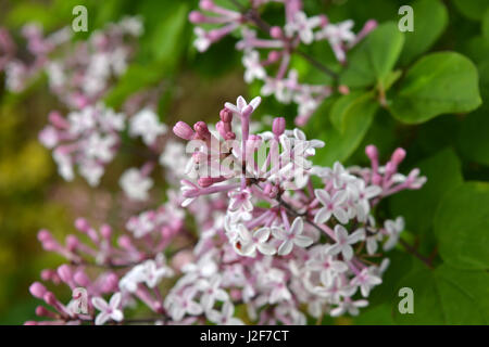 Syringa, ou lilas en fleur bush Banque D'Images