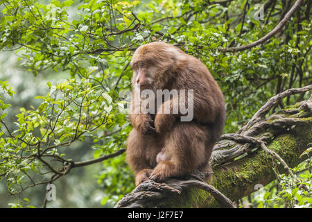 Macaque du Tibet mâle assis dans un arbre Banque D'Images