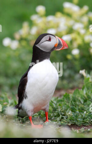 Un macareux moine dans la colonie de reproduction sur les îles Farne, Angleterre Banque D'Images