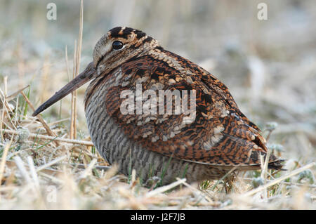 Woodcock à la zone humide du lac de Lauwers en hiver Banque D'Images