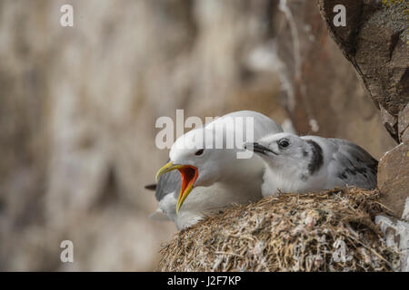 Sur Kittiwake nest avec chick crier contre les concurrents Banque D'Images