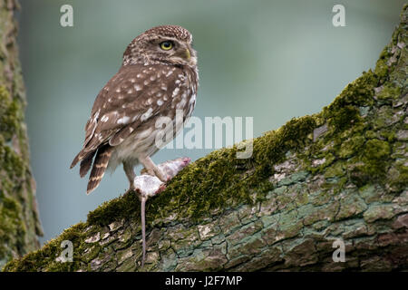 Un petit hibou attrapé une souris Banque D'Images