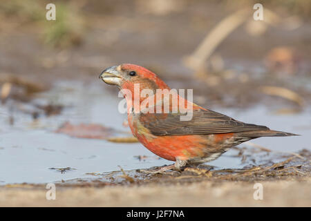 Bec de perroquet mâle adulte de boire d'une piscine Banque D'Images