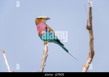 Lilac-breasted Roller assis dans un buisson Banque D'Images