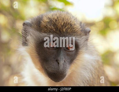 Portrait d'un singe vert Banque D'Images