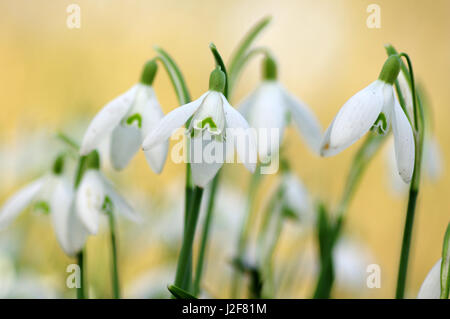 Perce-neige à fond jaune Banque D'Images