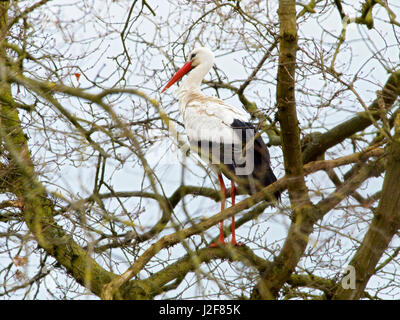 Cigogne blanche dans un arbre Banque D'Images