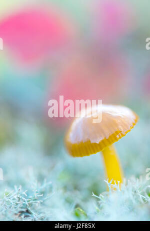 Dans reindeermos waxcap parrot Banque D'Images