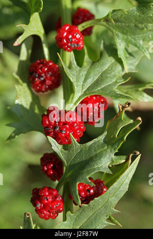 Vue latérale de la tige avec des fruits de la fraise (Chenopodium foliosum Blite) Banque D'Images