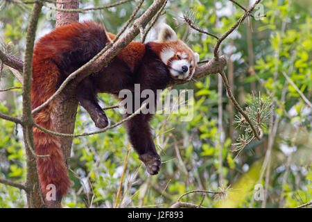 Le panda rouge dormir dans un arbre Banque D'Images