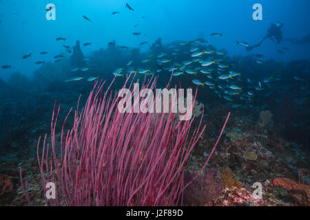 Seascape de fouet rouge coraux dans foregroud avec une école de sériole fusiliers qui traversent la barrière de corail et plongeur silhouettes en fond de l'eau bleu. Banque D'Images