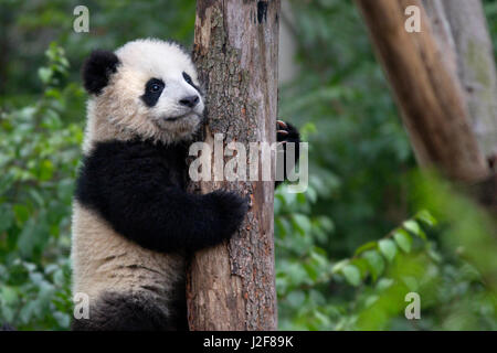 Jeune bébé panda géant de l'escalade dans un arbre Banque D'Images