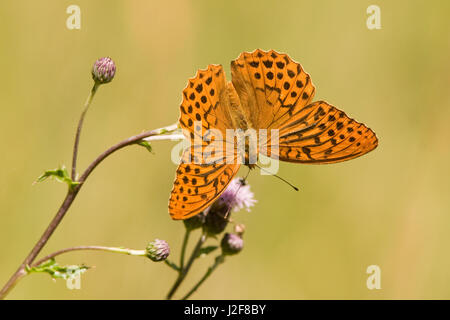 Silver-lavé Fritillary homme, on flower Banque D'Images