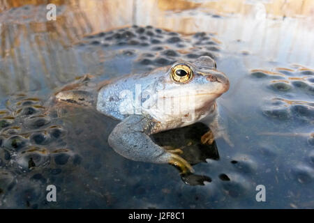 Photo de mâle bleu moor frog sur frog spawn Banque D'Images