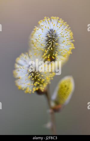 Close-up de la floraison chatons des saules en fin de branche dans la dune swamp Zwanenwater Banque D'Images