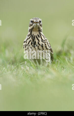 Head shot frontale d'une prairie Sprague (Anthus pratensis) dans l'herbe Banque D'Images