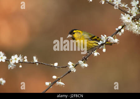 Siskin Carduelis spinus ; Banque D'Images