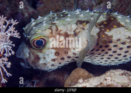 Close up image de poisson-globe Porcupine donnant un regard aux yeux méfiants. Mer Rouge, Egypte. Banque D'Images