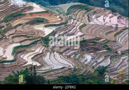 Les rizières de Yuanyang historiques dans la province du Yunnan à l'automne Banque D'Images