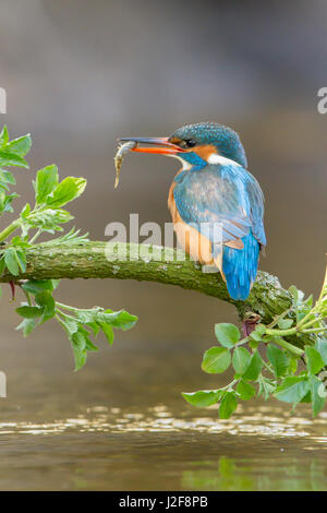 Femme tenspined avec Kingfisher enos Banque D'Images