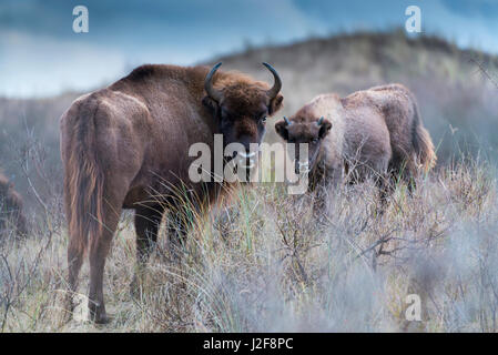 Roaming gratuit wild bison bison d'Europe ou veau et vache dans les dunes côtières Banque D'Images