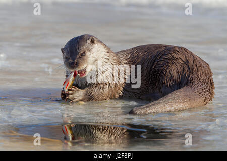 Loutre d'Europe mangeant un poisson sur la glace Banque D'Images