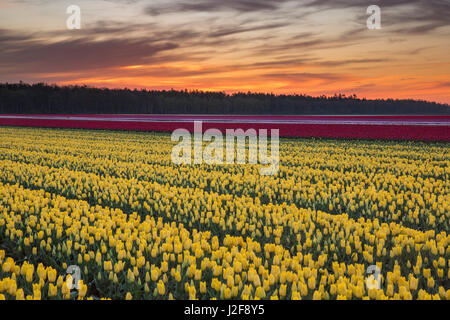 Le lever du soleil sur les champs de tulipes à Orvelte Banque D'Images