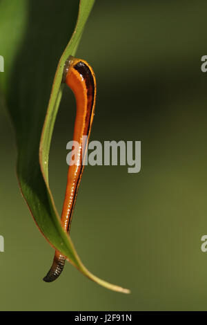 Close-up ; Tigerleech Haemadipsa picta Banque D'Images