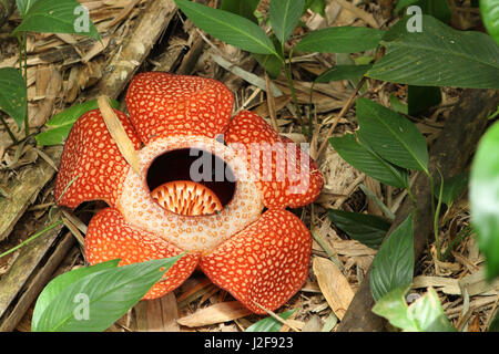 Plus grande fleur du monde ; Rafflesia Keithii Banque D'Images