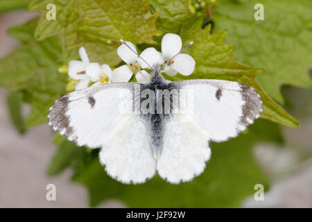 Astuce Orange femelle (Anthocharis cardamines) Banque D'Images