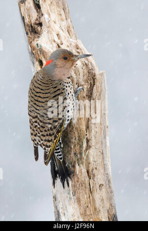 Une femme le Pic flamboyant (Colaptes auratus) accroché à un tronc d'arbre Banque D'Images