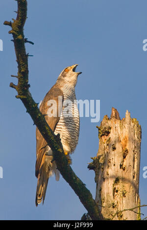 Femelle agité Autour des palombes (Accipiter gentilus) appelant à son partenaire Banque D'Images