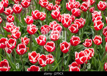 Champ de tulipes dans le cadre de Noordoostpolder Flevoland comme grande culture pour la culture Banque D'Images